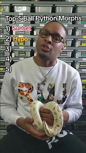 Top 5 Ball Python Morphs