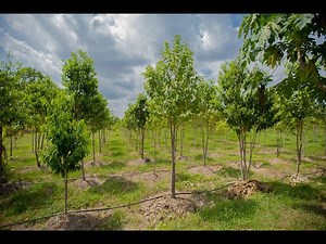 Agarwood Tree Plantation in Thailand