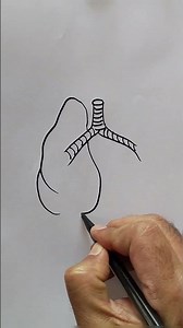 How to Draw Lungs 🫁 Easy Step by Step | Human Lungs Drawing Tutorial #lungs #drawing #art #howtodraw