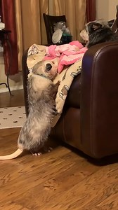 199K views · 3.3K reactions | Trapped opossum rescued by kind man and then this happen #animals #animalsoftiktok #animallover #rescueanimals #opossum | Beautiful Dogs Love | Facebook