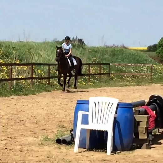 A nice canter on a hot summerday ☀️🐴❤️🏇🏾 #lovethisjob #horseintraining #hestefornuft #doolittleboy #summer #horsey #fu #nicegelding #canter | hestefornuft.dk