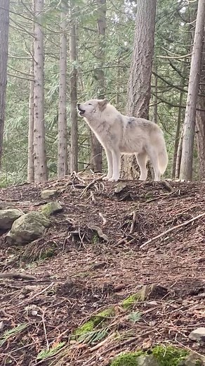 3.4K views · 194 reactions | Link in comments & Bio to symbolically adopt Koko! Wolf Dog Kakoa gives a low howl, a greeting to the other wolf dogs. We are home to 15 wolf dog ambassadors, all available for symbolic adoption today, for as little as $1 per month! Click this link to help save their lives: https://becausewematter.org/adopt-an-animal/ #wolfdog #wolfpack #howling #helpinghands | Because We Matter | Facebook
