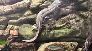55K views · 2.3K reactions | The largest fully aquatic salamander in the United States, the hellbender absorbs oxygen from the water through its wrinkly skin. Hellbender nicknames include snot otter, water dog, lasagna lizard and Allegheny alligator. | Cincinnati Zoo & Botanical Garden | Facebook