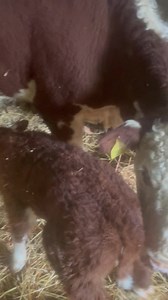 And now help go give this big boy a drink . Bank holiday fun farming 😂😂😂😂￼ | Gareth Wyn Jones