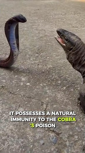 What Happens When Venom Fails? King Cobra vs. Immune Predator 🤯