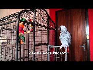 Papagáj sivý - žako rozpráva ( gray parrot talking )