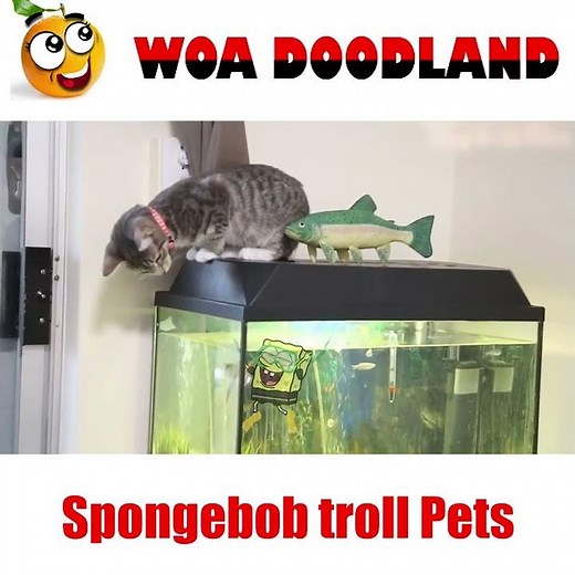 Funny Cat Destroying ! Spongebob trolls Cat #shorts