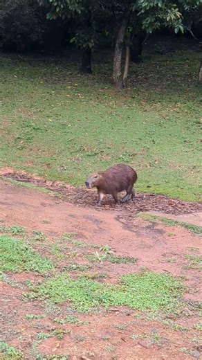 Capybara Follows Friend