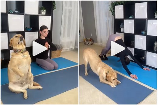 This Viral Video of A Dog Doing Yoga With Its Owner is An Absolute Treat to Watch