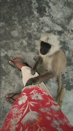 langur hanuman | langur ki video | langur | langur ki awaaz | #langur #wildlife