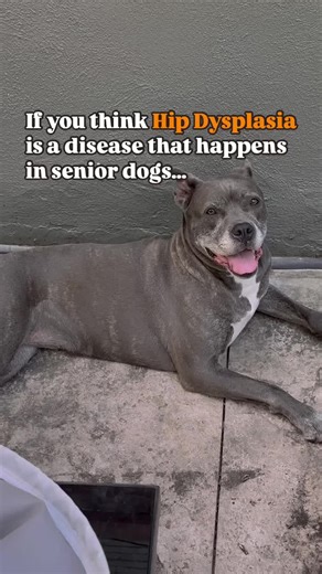 Hip dysplasia is actually a disease of young dogs! . Hip dysplasia is a hereditary disease that occurs when the hip does not fit in place well or develop properly. The actual disease can be diagnosed by two years of age. . It is common in large breed dogs and can be compounded by pets being overweight, having a poor diet, and inappropriate exercise at a young age (too little or too much). . So why don’t we see it until a pet is a senior? . The dysplasia often can go undiagnosed because young dog