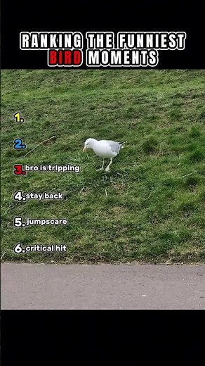 Ranking the Funniest Bird Moments