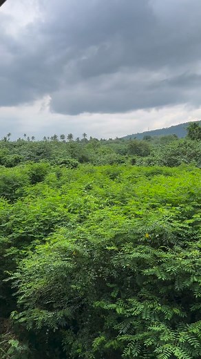 6.5K views · 104 reactions | Our view | Alaminos Goat Farm | Facebook