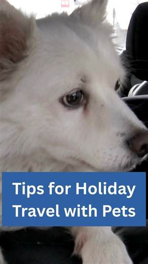🎄🐾 Hitting the road with your furry family this holiday season? Here are 3 travel tips to keep pets safe and happy: 1️⃣ Pre-Trip Vet Checkup – Make sure your pet is healthy and up-to-date on vaccinations. 📋 Call us to book before you go! 2️⃣ Frequent Breaks – Plan pit stops so your pet can stretch, use the bathroom, and hydrate. 🚗💧 (Leash up before opening the door!) 3️⃣ Pack the Essentials – Bring bowls, medications, and a favorite toy or blanket for comfort. 🧳🐶🐱 Safe travels and happy 