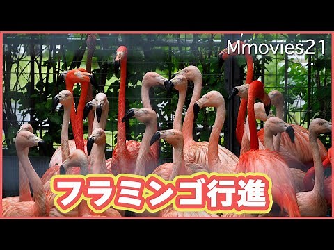 【フラミンゴの繁殖】求愛ディスプレイ3パターン「敬礼」「旗振り」「行進」円山動物園ベニイロフラミンゴ＆チリーフラミンゴ〜Flamingo courtship display