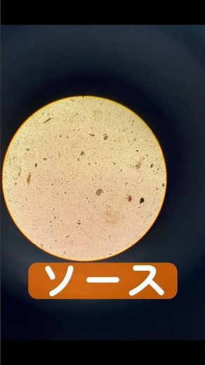 顕微鏡でみて、おもしろいもの！募集中🙄💥#顕微鏡 #実験