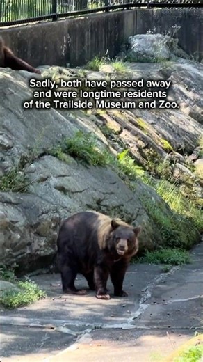 Bears at Bear Mountain State Park | Upstate New York