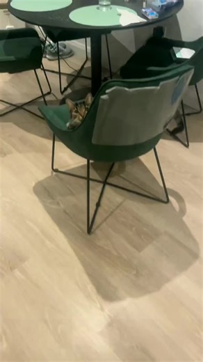 Kittens and Their Reflections: A Cute Discovery