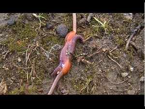 Earthworm mating