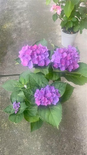 【紫陽花マリンブルー】綺麗なブルーとパープルのグラデーション💙💜