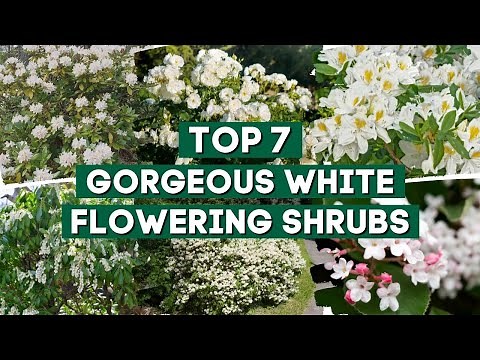 7 Gorgeous Shrubs That Bloom With White Flowers 🌼🌼 // PlantDo Home & Garden 👌👍