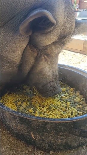 Pig Devours Some Noodles #pig #outdoors #farm