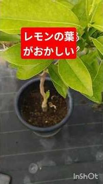鉢植えレモンの葉が異常で葉脈がみえてる葉の色が薄いレモン苗木の土壌酸度を測ってみます #家庭菜園 #農業 #現代農業 #ファーム生活 #gardening #庭作業