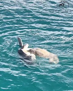 785K views · 5.7K reactions | Amazing footage of sea turtles fighting | Paul Dabill Photography | Facebook