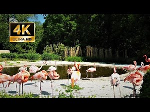 ZOO Ostrava 2022 - Walk in ZOO and Botanical Park Ostrava - Czech Republic