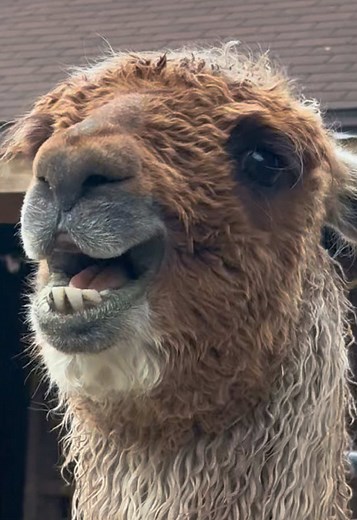 Funny Llamas Singing and Whistling on the Farm