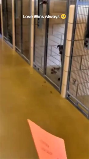 The happiest moments of dogs being adopted into forever homes #shelterdogs #dogsoftiktok #adoptionday #dogadoption #puppylove | Metdaan Animals