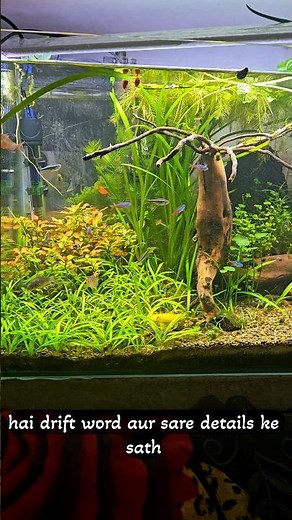 Most Relaxing Planted Aquarium Tour | My Aqua World ✨ #neontetras #mollyfish #fishtank #corydoras