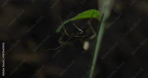 This video shows a leaf praying mantis on a green stem. The mantis is perfectly camouflaged, and it is difficult to see it at first glance. The mantis is brown and green in color, and it has a long