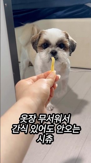 옷장 무서워하는 시츄 강아지 🐶🐾 #시츄강아지 #동물농장강아지 #시츄일상 #cutedog #애견영상 #시츄 #cute #솜뭉치 #시츄사랑 #pets #강아지 #시츄미용 #🪶