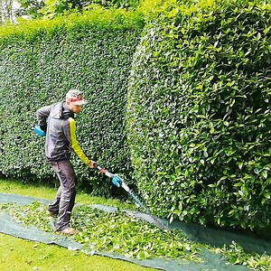 11K views · 222 reactions | First TRIM Of The Year For This PRIVET HEDGE | Volunteer Lawn Care | Facebook