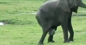 Povero elefantino, il parto è uno choc