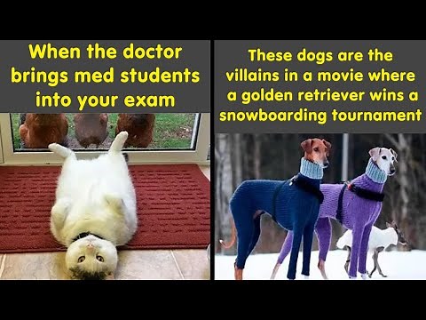 Funny Animal Memes That Will Instantly Brighten Your Day! 🐶😂✨