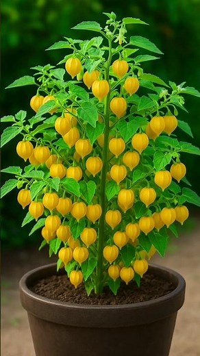 🟡Easy Way to Grow Goldberry (Cape Gooseberry) from Cuttings
