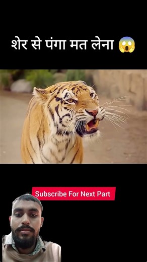 शेर से पंगा मत लेना 😱😱 #facts #animals #movieexplained #amazingfacts #shortsfeed #lion