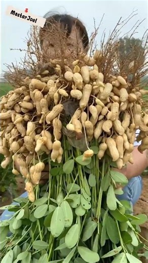 amazing Farm harvest season peanut harvesting #farming #peanutharvest