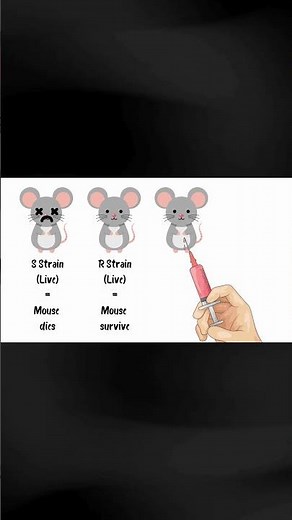 Griffith's Experiment