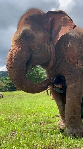 85K views · 4.9K reactions | The beautiful relationship between Lek and Fah Mai. She was the first elephant born free at the sanctuary and she developed an extremely close friendship with Lek Chailert. Fah Mai will often come grab Lek’s hand to get her to participate in herd activities like swimming and mud baths. ❤️ | Elephant's Life | Facebook