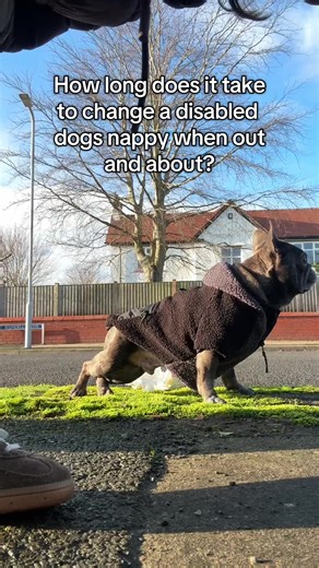 Efficiently Changing Your Disabled Dog's Nappy Outdoors