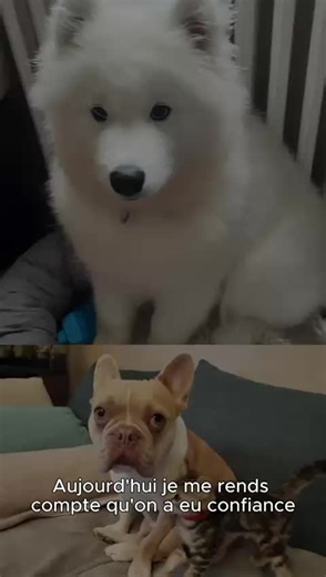 🐾 « Nos animaux ne sont pas des bagages ! » Brookie, une jeune Samoyède, est morte à l’embarquement, écrasée entre deux tapis roulants. Ewok, un petit bouledogue français, est décédé en soute, après des heures sans eau ni ventilation. Deux chiens aimés et choyés par leurs familles, aujourd’hui traumatisées. 🛑 Ces drames ne sont pas des cas isolés. Sonia, fondatrice du mouvement @flytogether_2021 documente ces tragédies depuis plusieurs années. Avec les familles de Brookie et d’Ewok, elle dénon