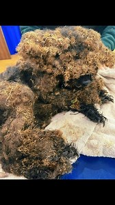 8.2K views · 228 reactions | We need a miracle. That miracle is YOU! | Michigan Doodle Rescue Connect | Facebook