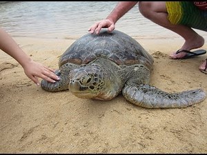 Bali Half Day Trip: Turtle Island, Snorkeling and a Glass Bottom Boat ride