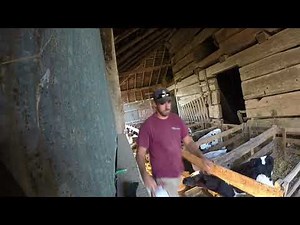 Feeding the bottle calves!!