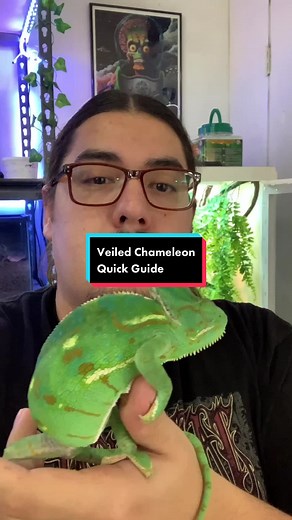 Veiled Chameleon Care Guide: Housing, Lighting & Diet
