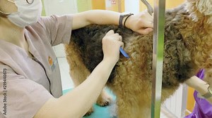 Pet grooming salon. Two women cleaning the fur and skin of airedale terrier dog. 4K Stock Video