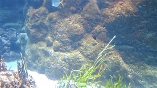 largest “zoo-based” aquariums in the world: the original building opened in 1995, contains ~1.2 million gallons of water across exhibits. It features a range of habitats including polar regions, temperate oceans, coral reefs, flooded Amazon rainforest and more. One standout feature: a 70-ft long shark tunnel at the base of a 17-ft deep tank. | Open Road Tours